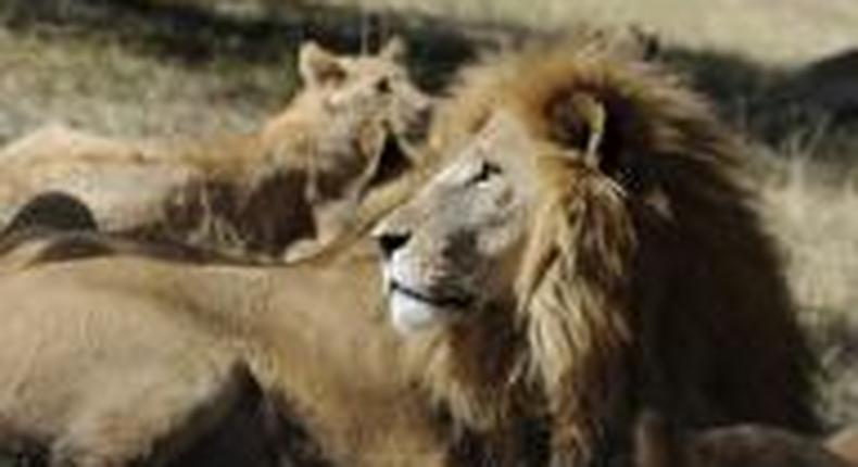 Rwanda brings lions back to safari park, plans for rhinos