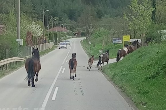 KRDO KONJA PRAVI HAOS Meštani sela kod Kraljeva plaše se da izađu iz kuće: "Uništavaju sve!"; Zvali i policiju u pomoć