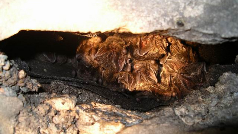 Nieco ponad 1,1 tys. mopków naliczono tej zimy w podziemnym tunelu dawnej fabryki amunicji w Krzystkowicach, obecnie części Nowogrodu Bobrzańskiego. To najważniejsze zimowisko tego gatunku nietoperzy na Ziemi Lubuskiej.