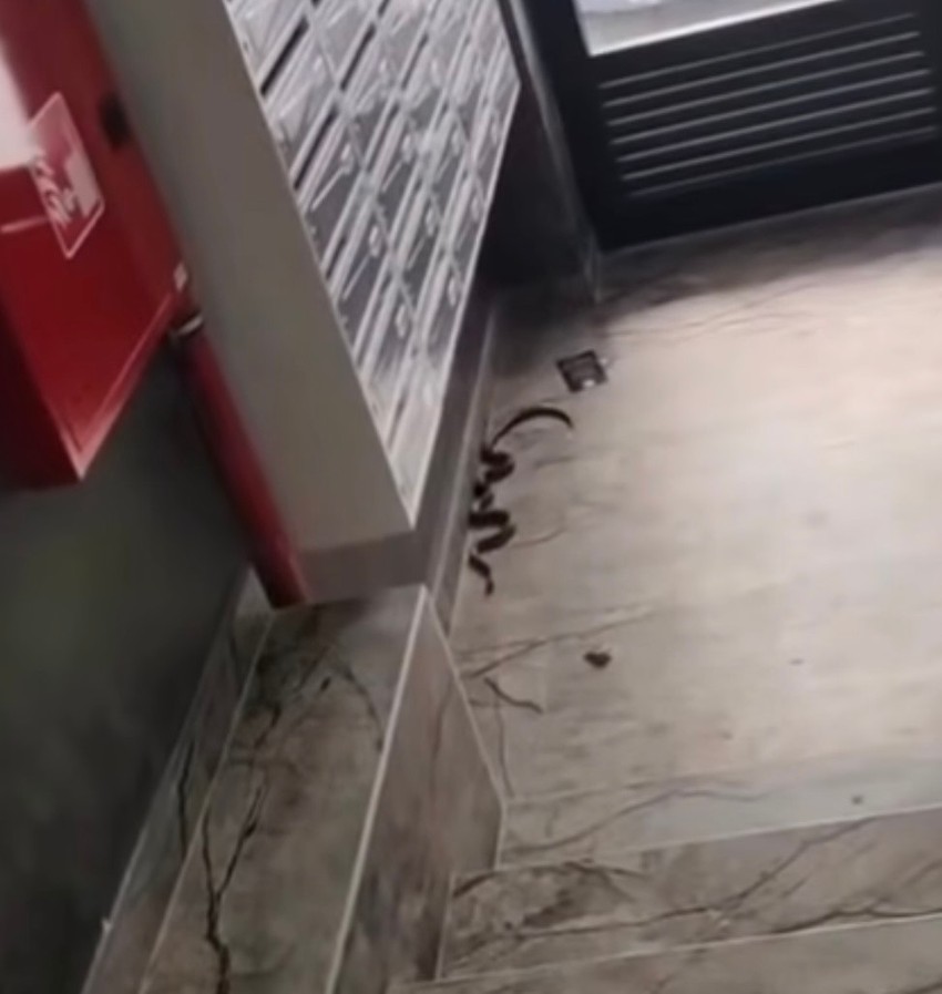 Zmija u Kragujevcu