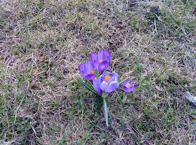 'Wiosna już jest w m.Wołczkowo (3km od Szczecina) na prywatnej działce'