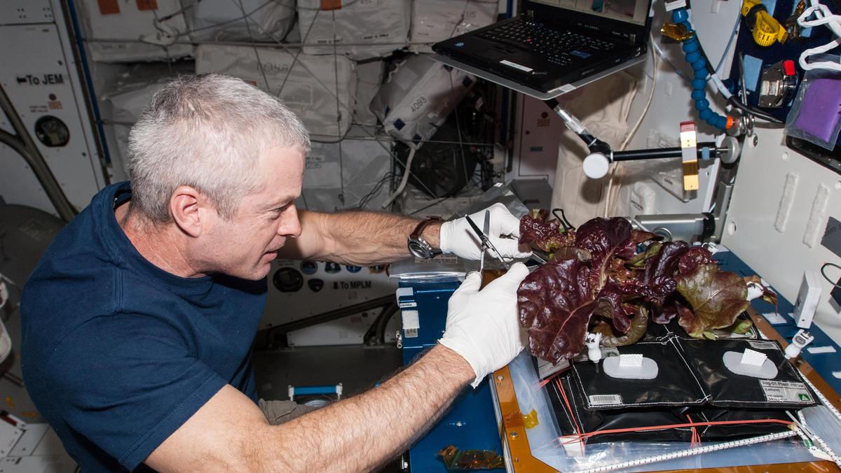 sałata jedzenie w kosmosie