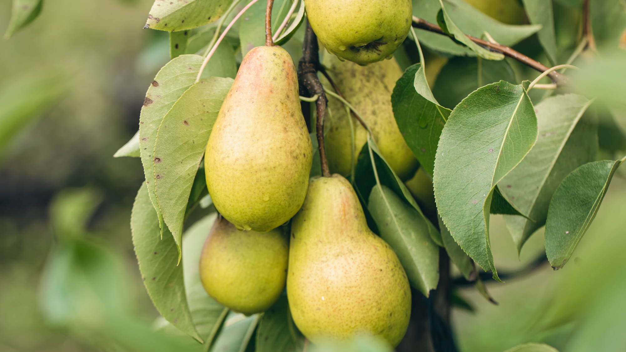 Hruška v plnom kvete je krásna, ale práve v tomto období potrebuje najviac živín, aby neskôr priniesla bohatú úrodu.