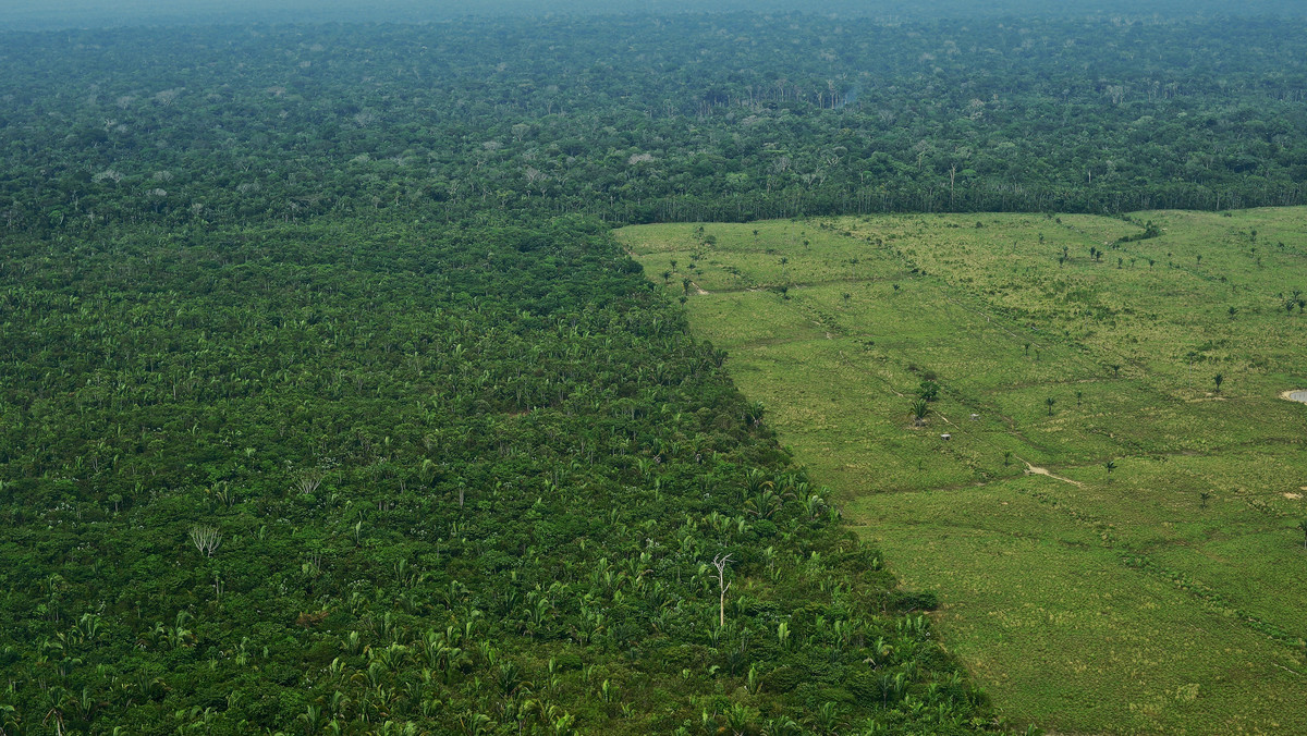 Znikające amazońskie lasy deszczowe w Brazylii