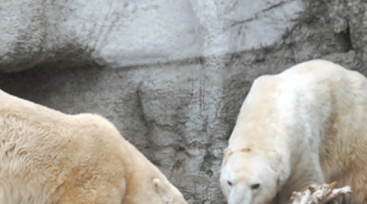 Kibékültek az állatkert jegesmedvéi