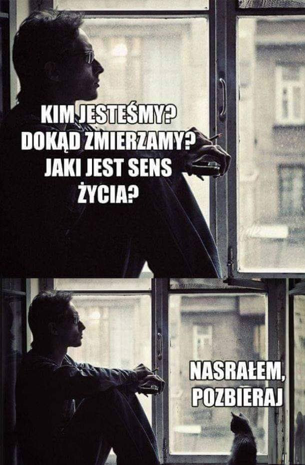 Najlepsze kocie memy