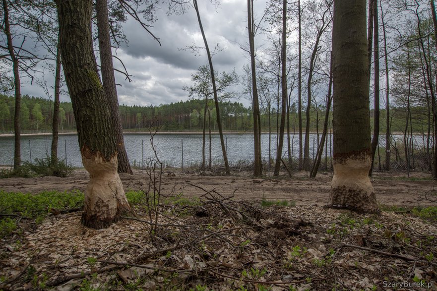 Ogrodził jezioro metalową siatką