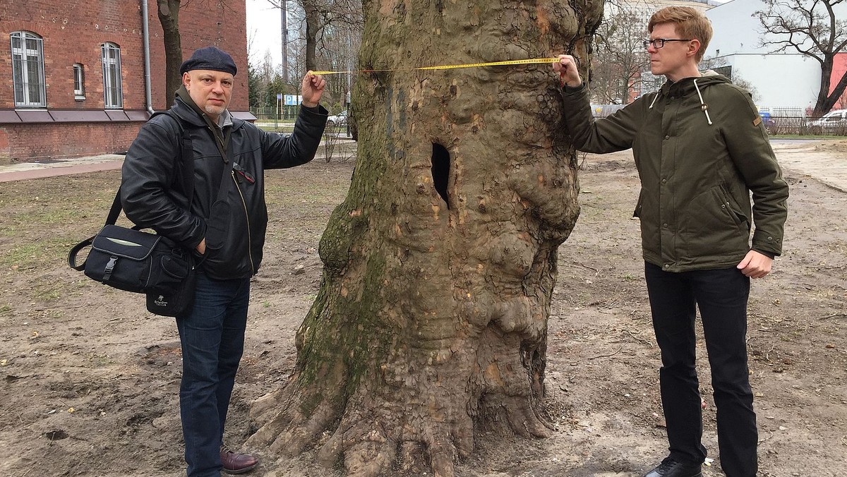 Na działce przy ulicy Solnej 17, która od lat służyła mieszkańcom za zielony skwer, zostały już tylko cztery drzewa. Teren należący do Agencji Mienia Wojskowego sprzedano w styczniu, a tydzień temu rozpoczęła się na nim wycinka. Chociaż prawo stoi po stronie nowego właściciela, mieszkańcy i radni osiedla chcą uratować chociaż jedno drzewo – zabytkowego platana.