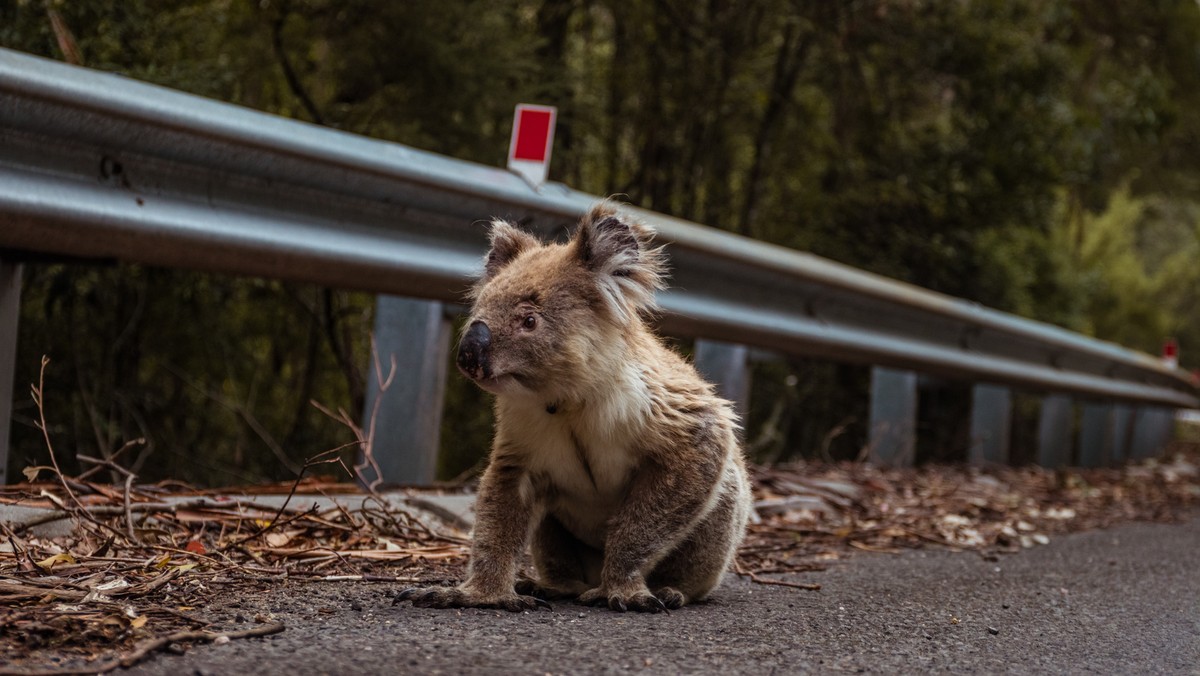 Australia. Koala najpierw spowodował karambol, po czym usiadł za kierownicą