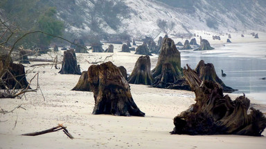 Morze odsłoniło zatopiony las na polskim Wybrzeżu. Wkrótce może zniknąć