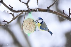 Jak najprościej dokarmiać ptaki? Czy to bezpieczne?