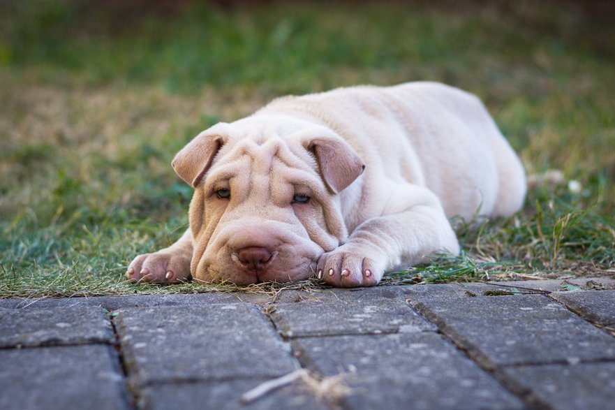 Shar pei to pies, którego niegdyś wykorzystywano do walk - encierro/stock.adobe.com