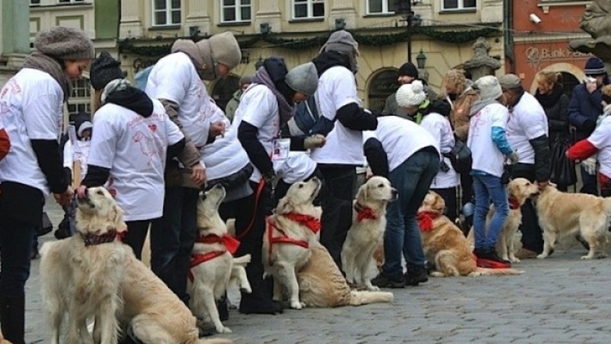 W niedzielę, 11 stycznia 2015 roku, na ulice Poznania wyjdą nie tylko ludzcy  wolontariusze - pojawi się także 40 psów popularnej rasy Golden Retriever. W towarzystwie opiekunów będą one wspierały Wielką Orkiestrę Świątecznej Pomocy.