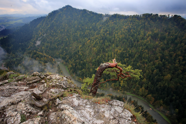 Widok z Sokolicy na Dunajec, Pieniny