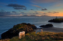 Kategoria Wybrzeże -  Kucyki w Llanddwyn, Rory Trappe