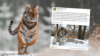 W ogrodzie zoologicznym w Minnesocie zdechł tygrys o imieniu Putin