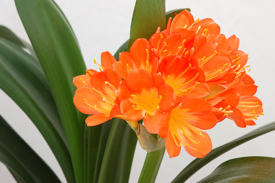 8. Kliwia cynobrowa (Clivia miniata) 