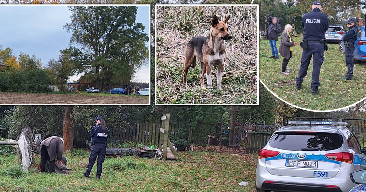 Horror na wsi. Psy zagryzły człowieka? Nowe fakty