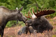 Moose Alaska