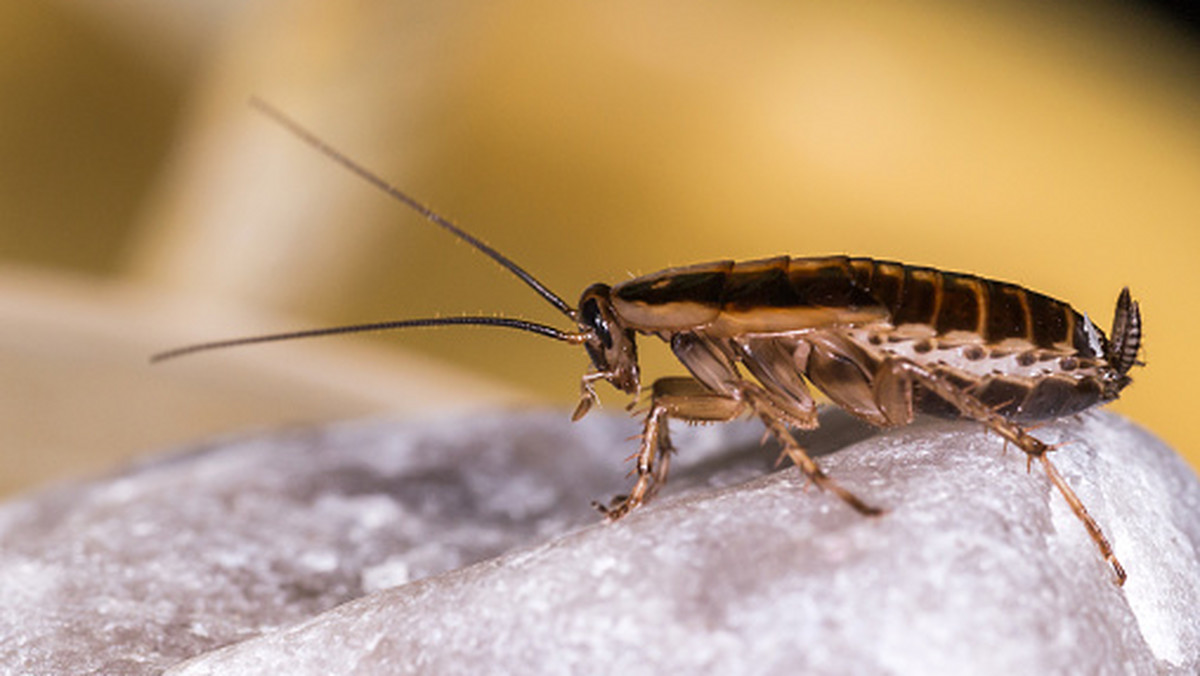 Pomóż zwierzętom i nazwij imieniem swojego byłego karalucha