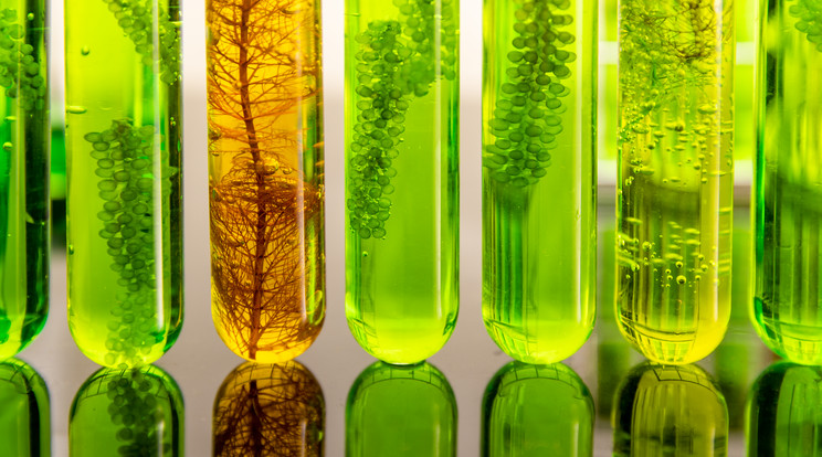 Az algából készült bioüzemanyag karbonlábnyoma viszonylag kicsi / Fotó: Getty Images
