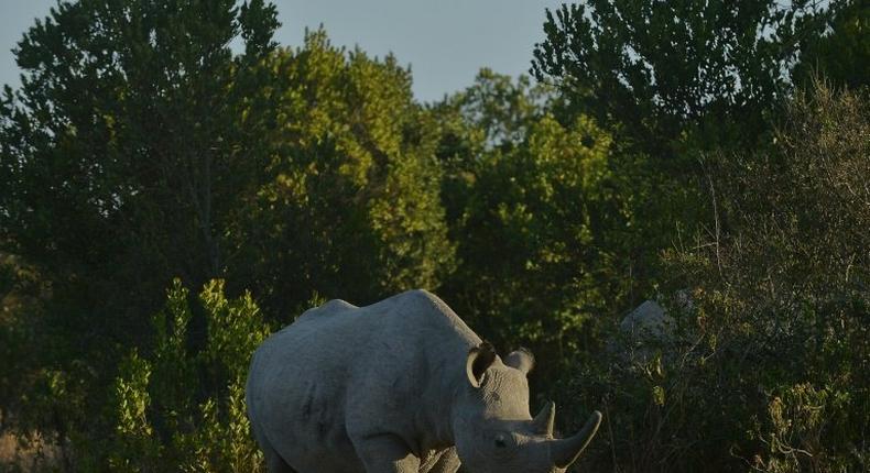 A southern white rhinoceros, seen here in Kenya