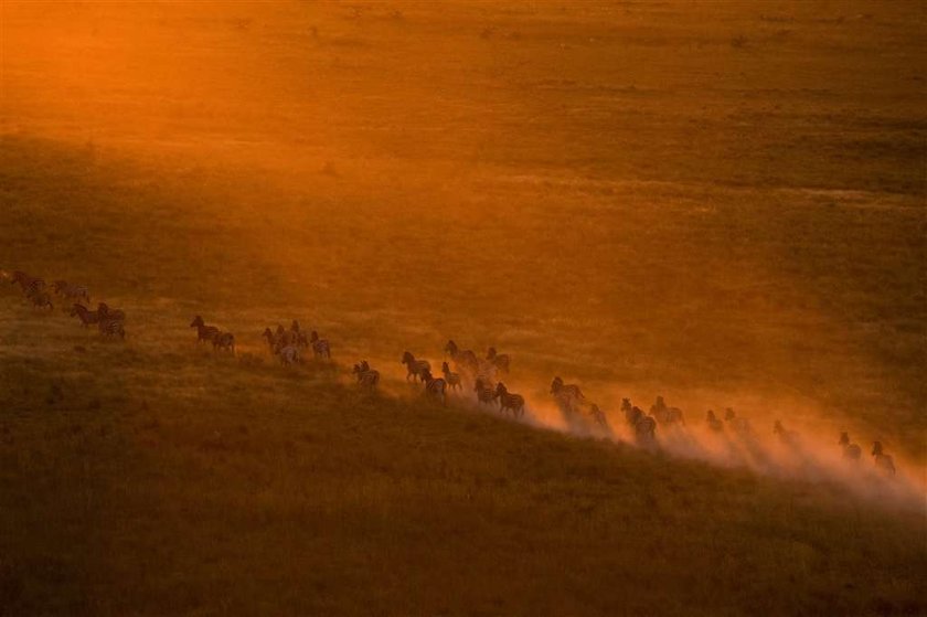 Wielkie Migracje - Uwaga Konkurs National Geographic Channel!