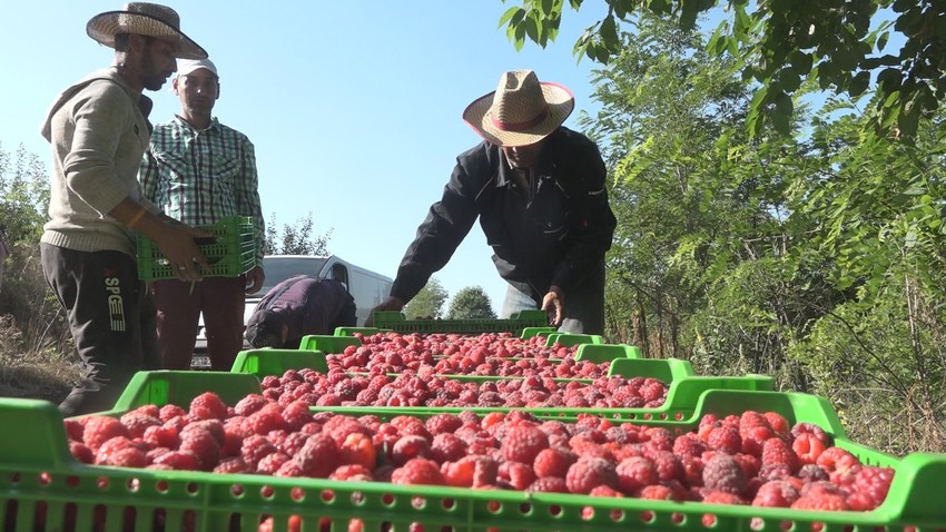 Ove sezone postignuta je rekordna otkupna cena maline u Srbiji