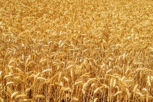 "De Volkskrant": Holenderska firma czerpie ogromne zyski z handlu rosyjskim zbożem