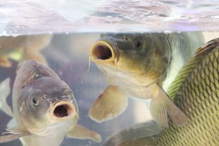 Polska karpiem stoi. Jesteśmy czołowym producentem w UE