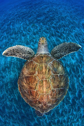 Żółwi klejnot, fot. Jordi Chias (Hiszpania)