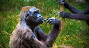 „Biologiczne rynki” są wszędzie. Co nauka wie o ekonomii zwierząt?