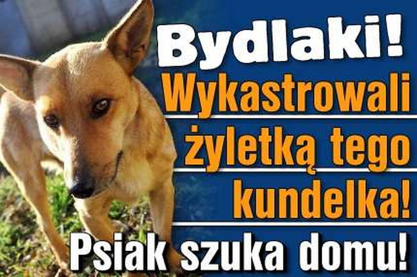 Bydlaki! Wykastrowali żyletką tego kundelka! Psiak szuka domu!