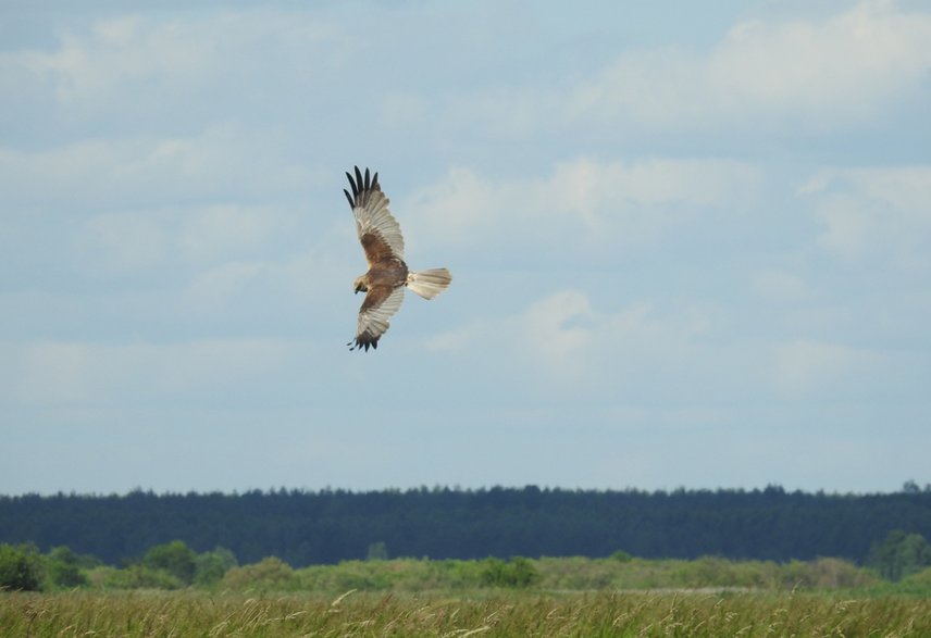 Błotniak stawowy (samiec). Fot. Adam Zbyryt.