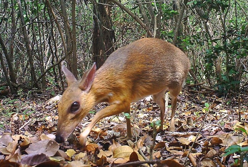 Chevrotain