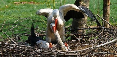 Tak kocha bocian. Został na zimę, by pilnować żony