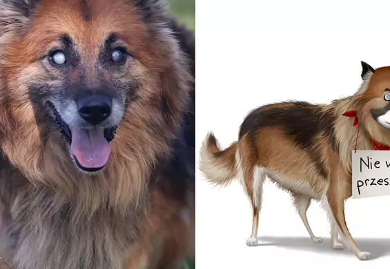 12 wybranych psów z Fundacji Zwierzęca Polana wcieliło się w bohaterów "Sekretnego życia zwierzaków  domowych 2". Pomóż im znaleźć rodzinę