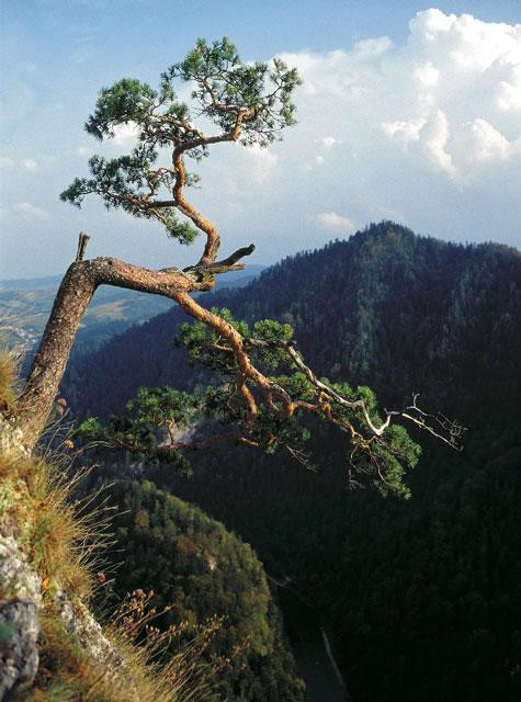 Galeria Polska - Pieniny, obrazek 7