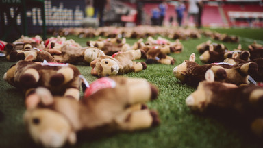 Piękny gest FC Koeln. Każdy pluszak symbolizował dziecięcą ofiarę wojny