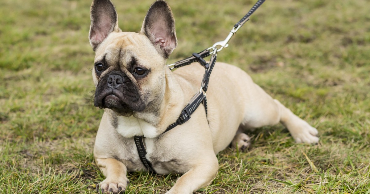 Idziesz z psem do lasu? Trzymaj go na smyczy, bo czai się w nim groźna pułapka