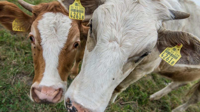Japonia: Firma chemiczna chce przerabiać odchody krów na paliwo do rakiet kosmicznych.