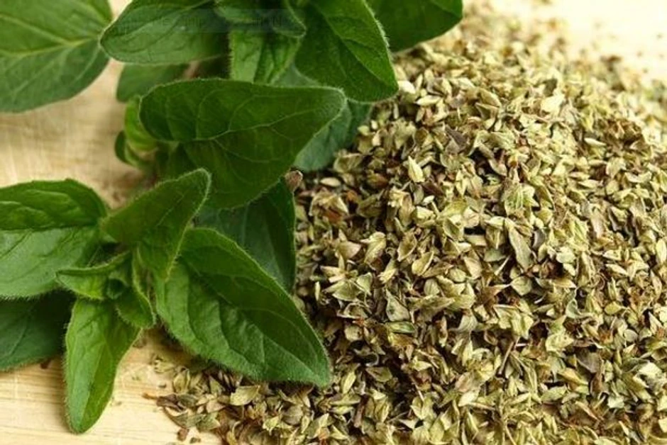 Karvakrol u origanu igra ključnu  ulogu