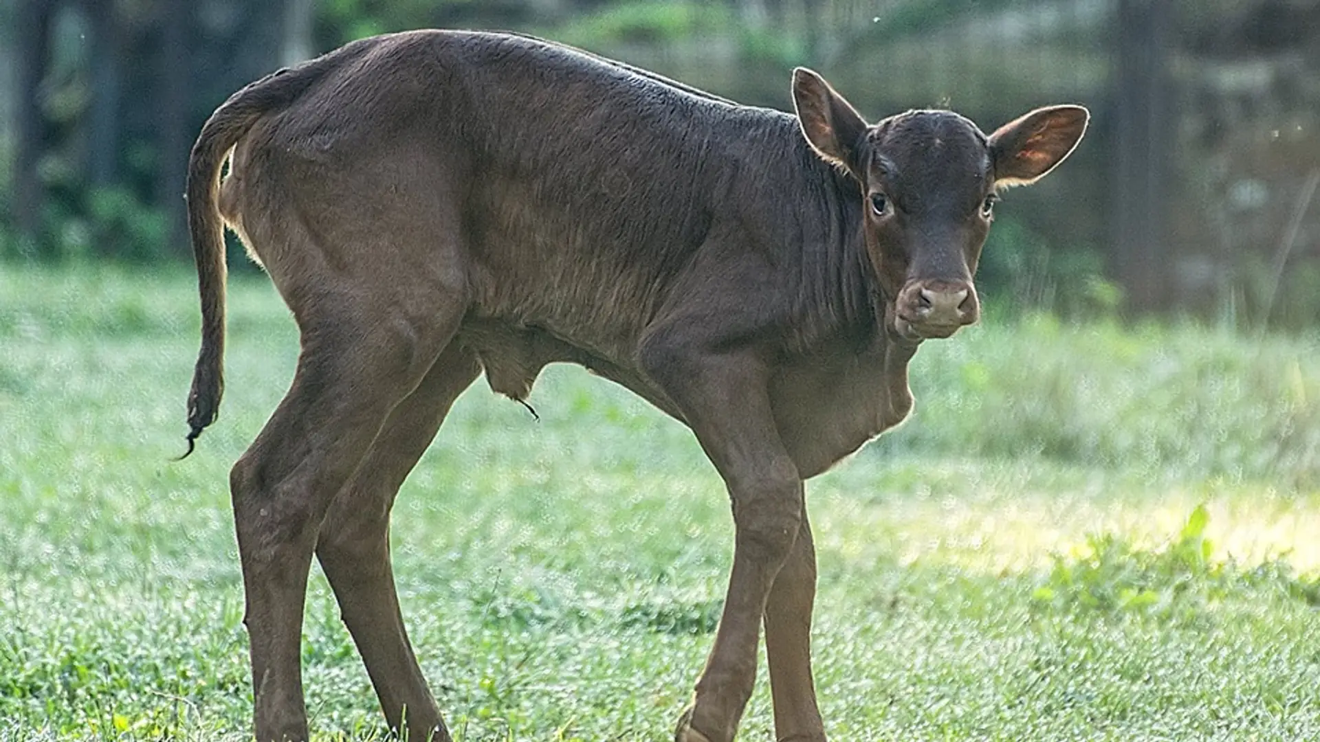 Wrocławskie ZOO powitało nowego zwierzaka. Możesz wybrać mu imię, a rywalizacja jest zacięta