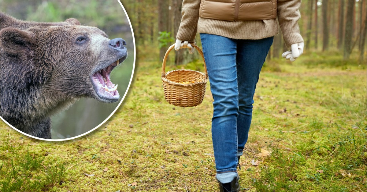 Atak niedźwiedzia podczas grzybobrania. Kobieta miała być wcześniej ostrzegana