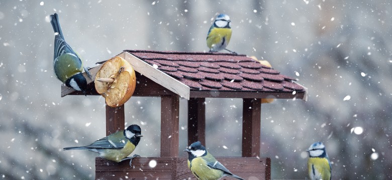 Jak dokarmiać ptaki zimą: Co dawać, by nie zaszkodzić? Gdzie umieścić karmnik?