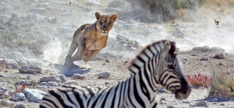 Kierowco! Nie bądź jak lew, gdy zbliżasz się do zebry!