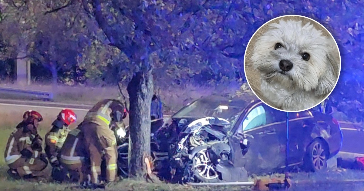 Mercedes roztrzaskał się o drzewo, a z auta uciekł pies. Właścicielka prosi o pomoc