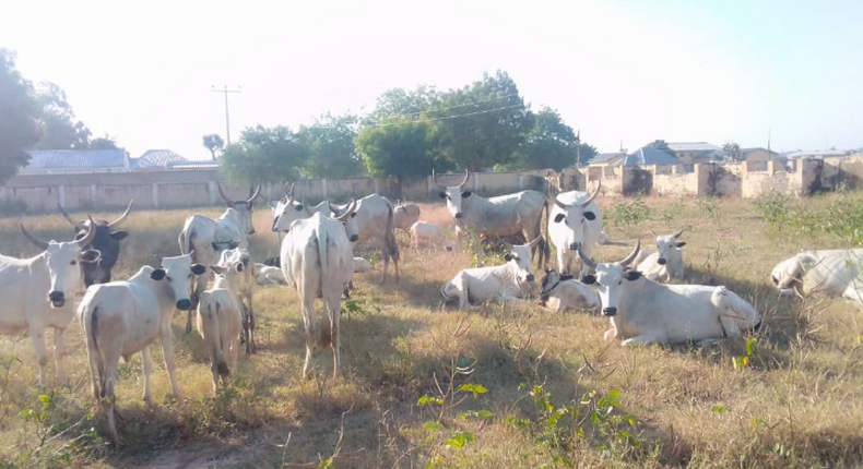 Herders murder 3 Benue youths in reprisal attack after farmers k*ll their cows