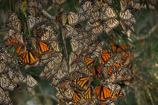 Monarch butterflies on native pine tree