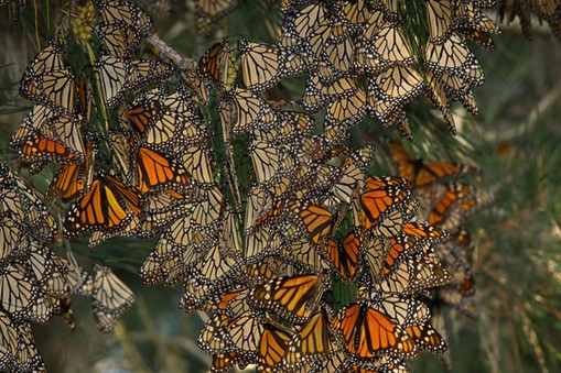 Monarch butterflies on native pine tree